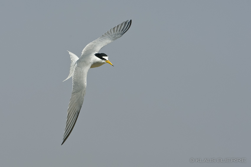 Little Tern_KBJ1004.jpg - Little Tern - north beach Eilat